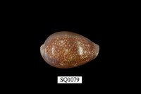 藏品(雪山寶螺)的圖片